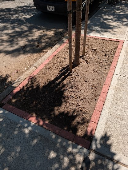 A tree bed freshly bordered with red bricks, freshly turned dirt inside