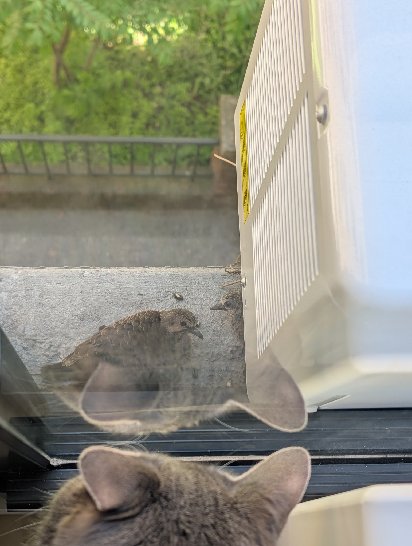 A cat looking out the window at a mourning dove nest tucked under an AC unit