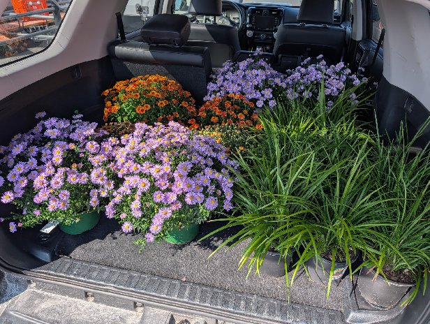 The trunk of a rented SUV packed with potted purple and orange flowers and lilyturf