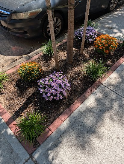 A wider view of the finished, planted tree bed from above