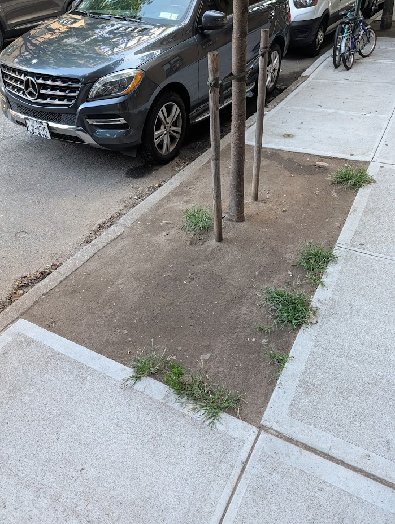 A bare, patchy tree bed on the sidewalk before any cleanup